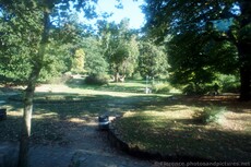Trees, leaves and grass at Boboli Gardens Florence.jpg