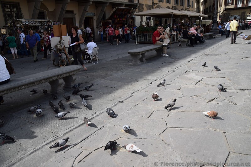 Pigeons eating at Piazza Santa Croce Square.jpg