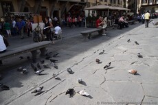 Pigeons eating at Piazza Santa Croce Square.jpg