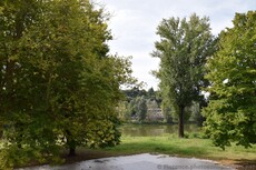 Trees bordering Arno River in Florence Near National Cabinet Building.jpg