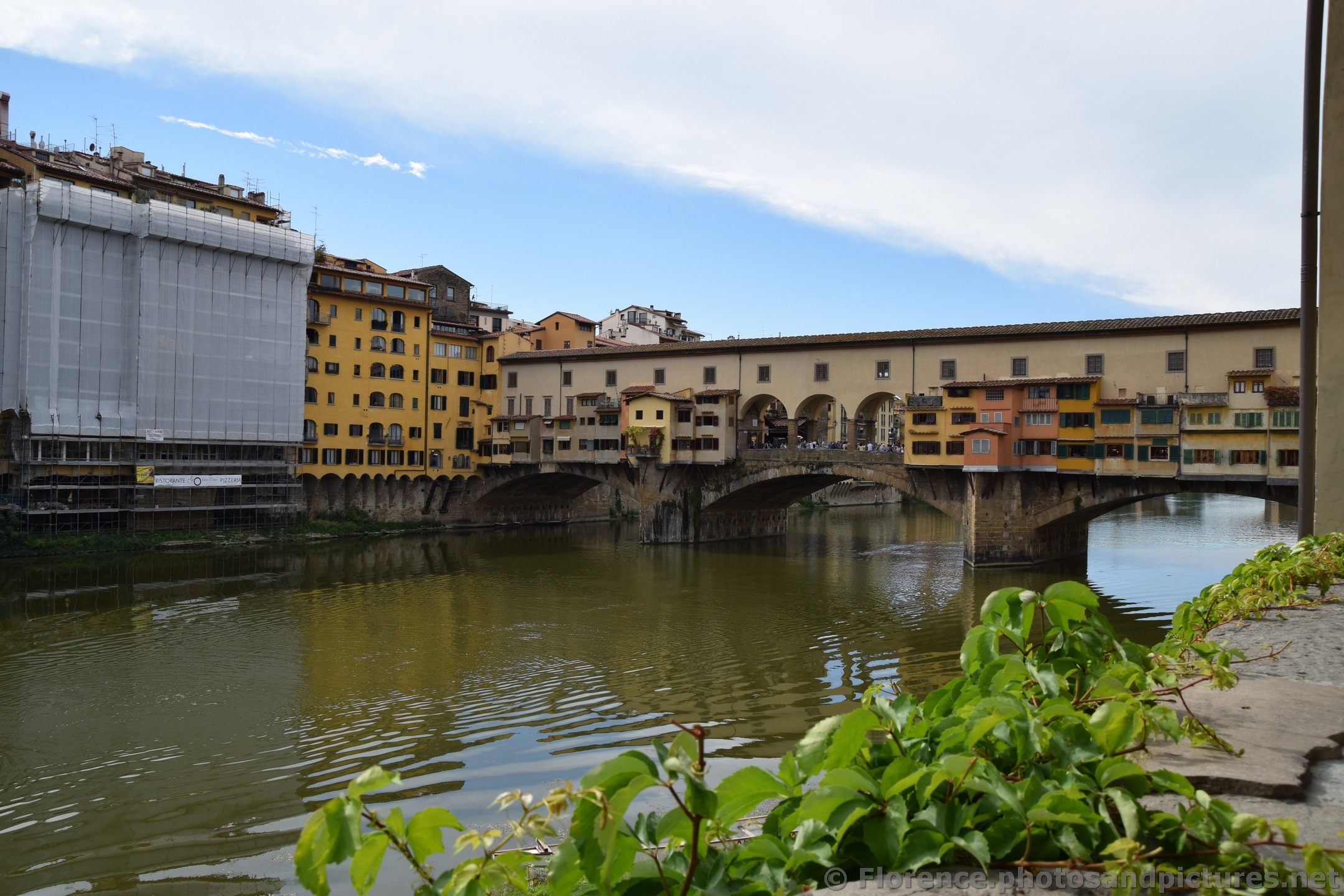 Ponte Vecchio and Vines of Florence.jpg