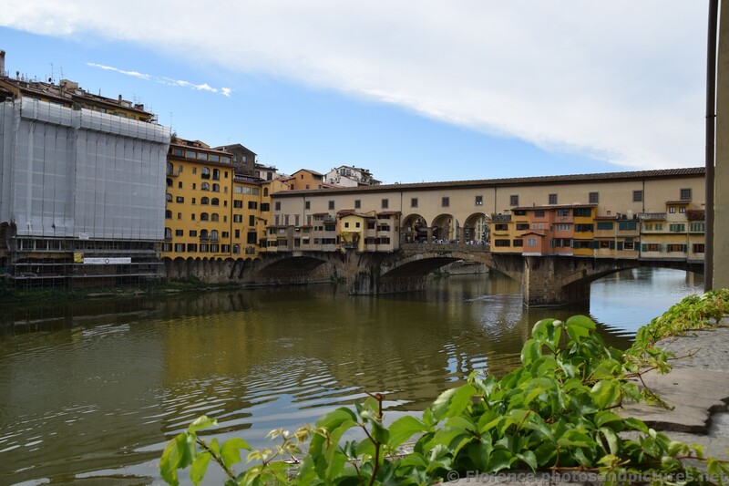 Ponte Vecchio and Vines of Florence.jpg