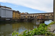 Ponte Vecchio and Vines of Florence.jpg