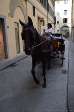 Horse Carriage on the Streets of Florence near Ponte Vecchio.jpg